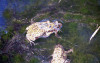 Guttural Toad (Sclerophrys gutturalis)