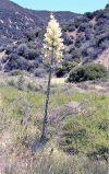 Flowering Plant (Angiospermae cla.)