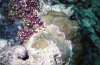 Corals Sea Urchin