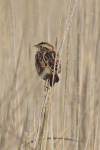 Sierra Madre Sparrow (Xenospiza baileyi)