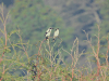Loggerhead Shrike (Lanius ludovicianus)