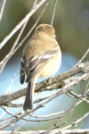 Buff-breasted Flycatcher (Empidonax fulvifrons)
