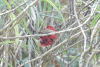 Red Warbler (Cardellina rubra)