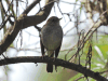 Russet Nightingale Thrush (Catharus occidentalis)