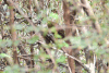 Green-striped Brush Finch (Arremon virenticeps)