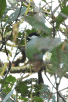 Mexican Chickadee (Poecile sclateri)
