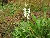 Bugle Lily (Watsonia borbonica)