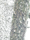 Brown Creeper (Certhia americana)