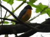 Orange-breasted Bunting (Passerina leclancherii)