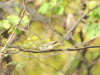 Virginia's Warbler (Leiothlypis virginiae)