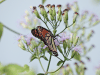North American Monarch (Danaus plexippus plexippus)