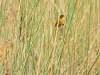 Black-polled Yellowthroat (Geothlypis speciosa)