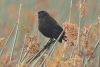 Cowbird (Molothrus sp.)