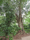 Banyan Tree (Ficus benghalensis)