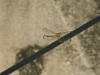 Skimmer (Libellulidae gen.)