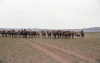 Camel Herd Central Mongolia
