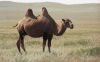 Bactrian Camel (Camelus bactrianus)