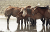 Horses Watering Hole