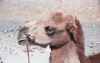 Head Camel