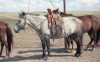 Saddled Horse Colorful Mongolian