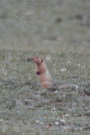 Long-tailed Ground Squirrel (Urocitellus undulatus)