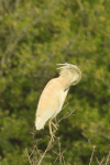 Squacco Heron (Ardeola ralloides)
