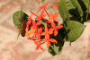 Jungle Flame (Ixora coccinea)