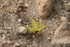 Small Fern Growing Volcanic