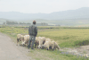 Shepherd Small Flock Sheep
