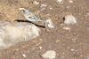 African Chaffinch (Fringilla coelebs africana)