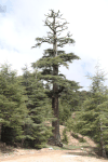 Atlas Cedar (Cedrus atlantica)