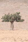 Juniper Tree (Juniperus sp.)