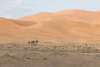 Desert Trip Camel Back