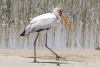 Birds in Mozambique