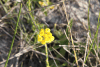 Flower (Helichrysum conglobatum)