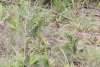 Yellow-throated Longclaw (Macronyx croceus)