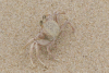 Pink Ghost Crab (Ocypode ryderi)
