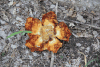 Flower Baobab