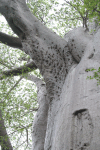 Wasp Nests Baobab