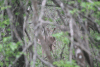 Nyala (Tragelaphus angasii)