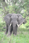 Agitated Elephant Charging