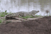 Southern African Crocodile (Crocodylus niloticus cowiei)