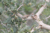 Reed Frog (Hyperolius sp.)