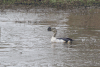 Knob-billed Duck (Sarkidiornis melanotos)