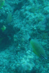 Ring-tailed Cardinalfish (Ostorhinchus aureus)