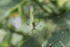 Jorō Spider (Trichonephila clavata)