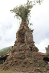 Small Stupa Tree Growing