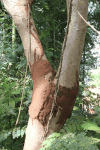 Ant Nest Tree