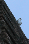 Laggar Falcon (Falco jugger)