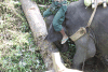 Slope Elephants Push Logs